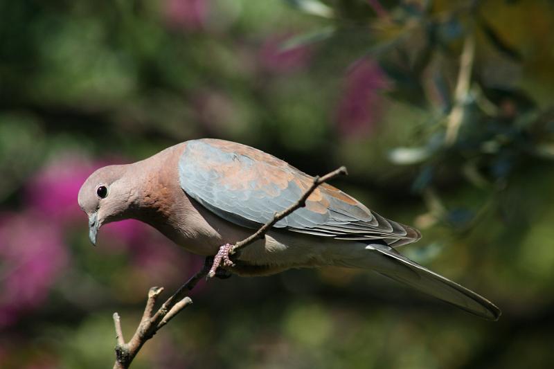 frieda 045.JPG - Wat is nog oor in die kosbak?